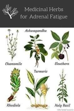 Medical Herbs, Magia Das Ervas, Natural Healing Remedies, Herbal Healing, Herbs For Health, Adrenal Fatigue, Natural Therapy, Natural Diy, Healing Herbs