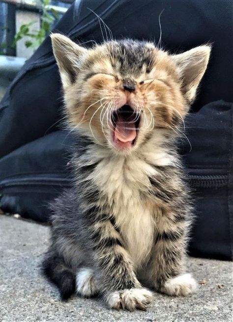 Can You Make It Through These 19 Yawning Cats Without Yawning Yourself? Cat Yawning, Spiky Hairstyles, Ragdoll Kittens, Photography Animals, Beautiful Cat Breeds, Most Beautiful Cat Breeds, Kitten Pictures, Cute Kitties, Cute Cat Gif