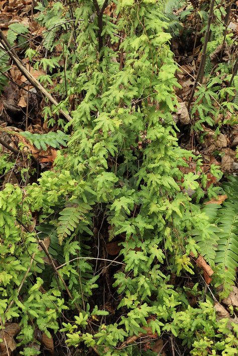 Lygodium palmatum, and Polystichum acrostichoides, Graham … | Flickr North Carolina, Photography