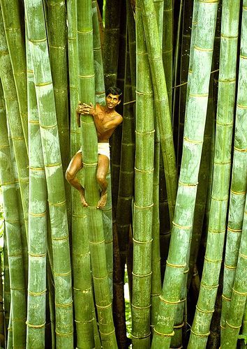 Bamboo Trees. Sri Lanka #VisitSriLanka #lka Giant Bamboo, Bamboo Trees, Bamboo Tree, Unique Trees, Nature Tree, Alam Yang Indah, People Of The World, Mongolia, Beautiful Tree