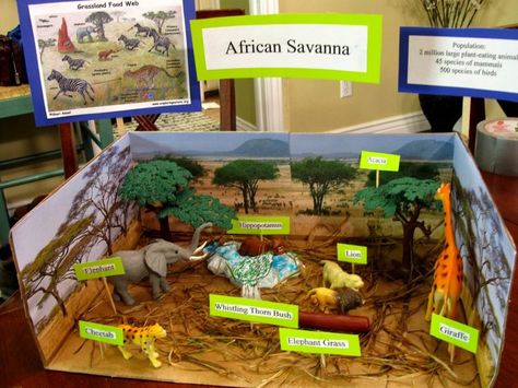 grasslands, biome project idea | Science - CC Cycle 2 | Pinterest ... Ecosystems Diorama, Savanna Biome, Grassland Biome, Shoebox Project, Biomes Project, Diorama Kids, Diarama Ideas, Ecosystems Projects, Grassland Habitat