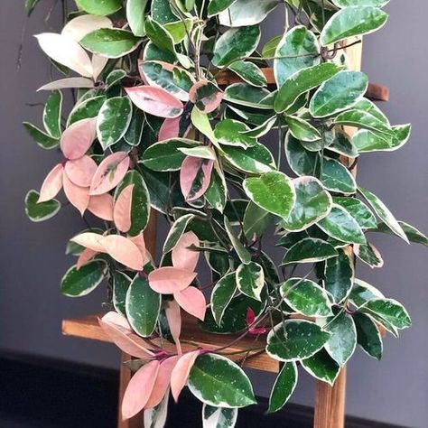 Hoya Krimson Queen, Hoya Plant, Wax Plant, Peperomia Plant, Hoya Carnosa, Pink Plant, Pink Leaves, White Leaf, Cacti And Succulents