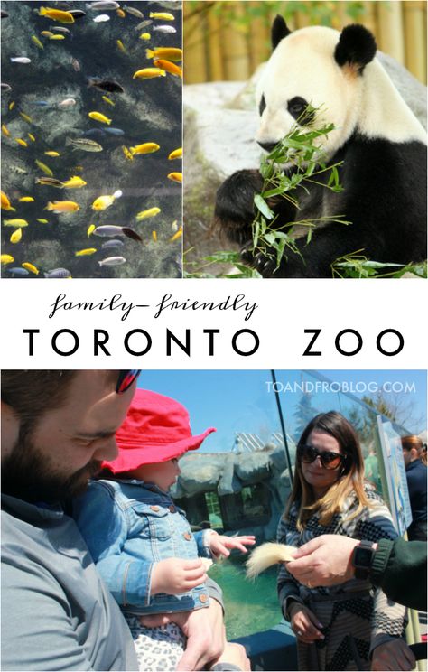 Located in Toronto, Ontario, Canada, the Toronto Zoo is the perfect family-friendly outdoor destination in Toronto! Niagara Falls Pictures, Manitoba Travel, Family Spring Break, Atlanta Travel, Visit Toronto, Safari Vacation, New Orleans Vacation, Toronto Zoo, Canada Vacation