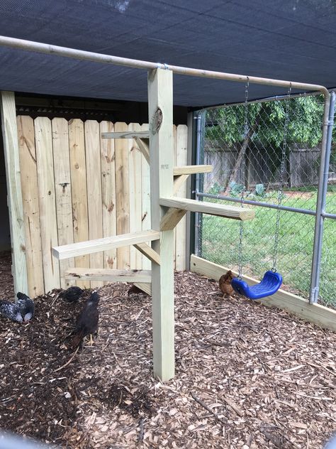 Diy Chicken Roosting Ideas, Roosting Ladder For Chickens, Hen Run Ideas, Chicken Run Roosting Bars, Chicken Tree Perch, Roosting Bar Ideas, Chicken Swing Diy, Diy Chicken Roost Ideas, Chicken Run Playground