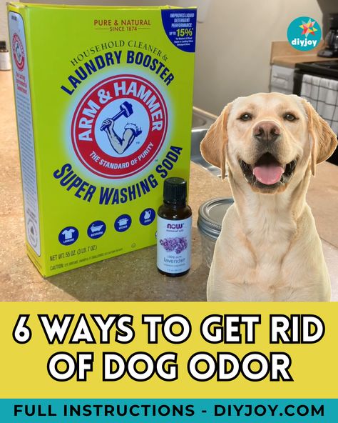 Does your house smell like a dog? Keep your home fresh, clean, and free from dog odor with these clever tips! Deodorize House Pet Odors, Removing Dog Smell From House, How To Make Your House Not Smell Like Dog, How To Remove Pet Odor From Home, Dog Odor In House How To Remove, Get Rid Of Pet Smell In House, Remove Pet Odor From Home, Best Dog Shampoo For Odor, How To Get Dog Smell Out Of House