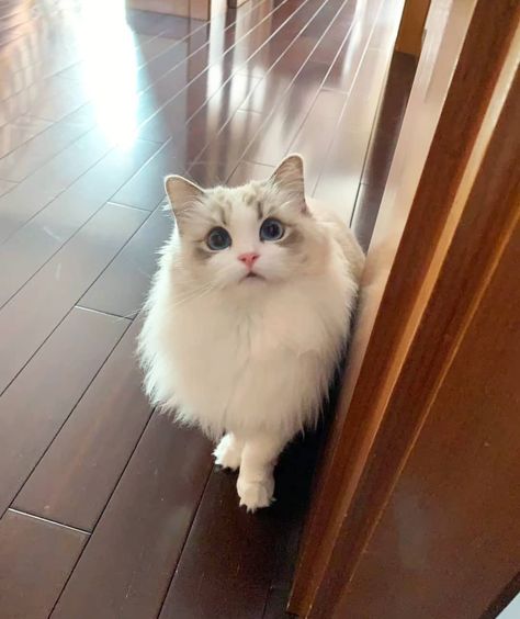 Bicolor Ragdoll Cat, Bicolor Ragdoll, Aesthetic Cat Tattoo, Cats Pfp, Ragdoll Kittens, Wallpaper Cat, Ragdoll Cats, Aesthetic Cat, Gorgeous Cats