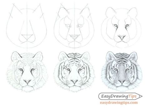 Tiger Drawing Tutorial, Easy Tiger Drawing, Tiger Face Drawing, Tiger Art Drawing, Draw Tiger, Head Step By Step, Draw A Tiger, Tiger Sketch, Tiger Mask