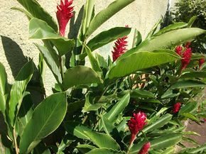 planta alpinia purpurata, perfeita para corredores e muros Landscaping Flowers, Outdoor Plants, Landscaping, Ginger, Cactus, Plants, Flowers, Green