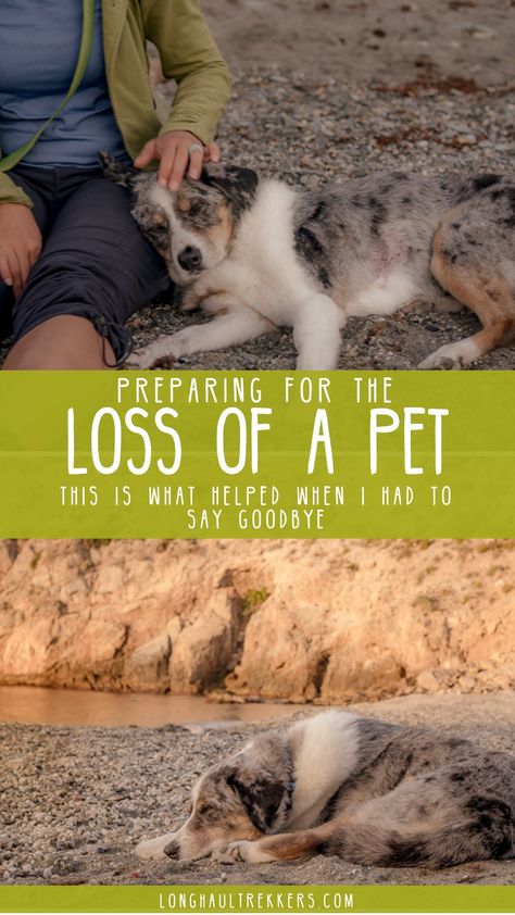 Grieving the loss of a pet is painful and difficult. I found that these practices helped me cope before saying goodbye. Snow Ideas, The Loss Of A Pet, Dog Insurance, Pet Tips, Dog Died, Kitten Care, Dog Help, Dog Care Tips, Healthy Pets