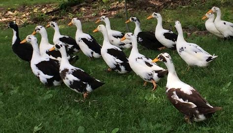 Ancona Ducks, Rouen Duck, Khaki Campbell Ducks, Types Of Ducks, Pekin Duck, Duck Species, Duck Breeds, Raising Ducks, Muscovy Duck