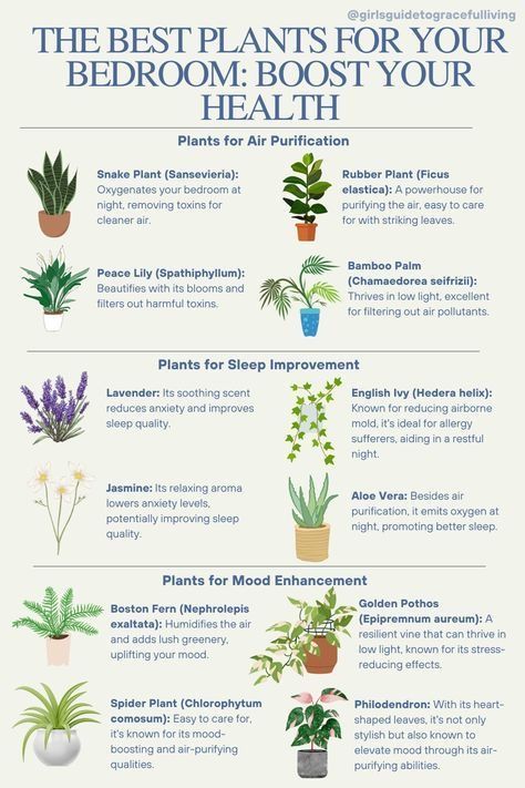 Plant Care Houseplant, Inside Plants, Best Plants, Growing Plants Indoors, Best Indoor Plants, Air Purifying Plants, Bedroom Plants, Plant Decor Indoor, Bedroom Space