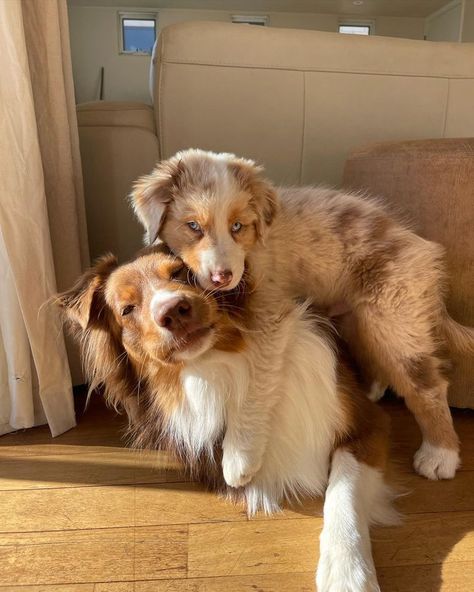 2 Besties, Aussie Puppies, Aussie Dogs, Super Cute Puppies, Cute Animals Puppies, Very Cute Dogs, Really Cute Dogs, Cute Little Puppies, Pretty Dogs