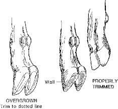 Trimming Goat Hooves, Pig Hooves, Cow Hooves, Leg Reference, Nubian Goat, Magical Creature, Body Reference Drawing, Animal Projects, Glass Animals