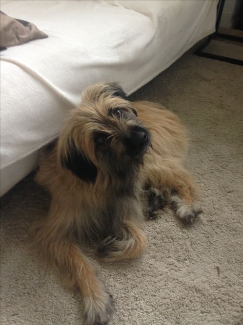 Pyrenean Shepherd, Pyrenees, My Boy, Cute Puppies, Puppies, Fan, Dogs, Animals