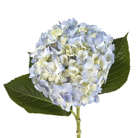 Top Hydrangeas 2016 Blue And White Hydrangea, Botany Photography, Light Blue Hydrangea, Blue Hydrangea Flowers, Hydrangea Bloom, Flower Girl Bouquet, Event Centerpiece, Silk Hydrangeas, Artificial Hydrangeas