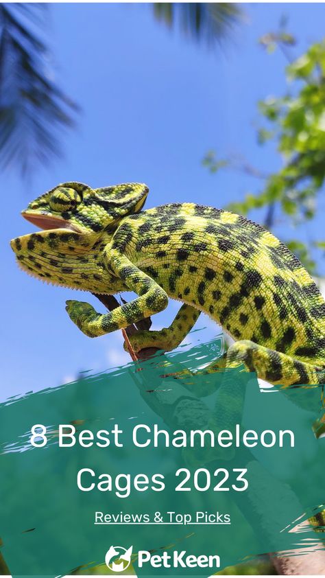 While there are many options when it comes to chameleon cages, it can be challenging to find the right one. Fortunately, we have done the heavy lifting for you. The following are reviews of the best chameleon cages on the market today. - read more... #petkeen #chameleon #bestchameleoncage #reptile #smallpets #petlovers #petcage Diy Chameleon Enclosure, Chameleon Enclosure, Chameleon Cage, 10 Fun Facts, Reptiles Pet, Pet Cage, Heavy Lifting, Animal Companions, Facts About