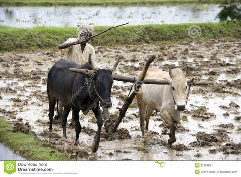 Subsistence Farmer - Tamil Nadu - India - Download From Over 69 Million High Quality Stock Photos, Images, Vectors. Sign up for FREE today. Image: 32768881 Farming Images, Subsistence Farming, Paddy Field, Indian Table, Us Food, Village Photography, The Society, What Can I Do, Animals Images