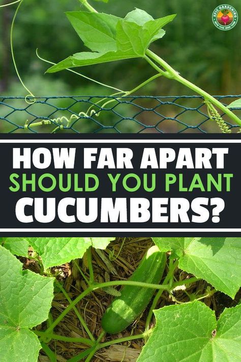 How Far Apart Should You Plant Cucumbers? How To Grow Cucumbers In A Raised Bed, Staking Cucumber Plants, How Far Apart To Plant Vegetables, Burpless Cucumber Plant, Planting Cucumbers Raised Beds, Planting Cucumbers In Garden, How To Trellis Cucumbers, How To Prune Cucumber Plants, Cucumber Garden Ideas