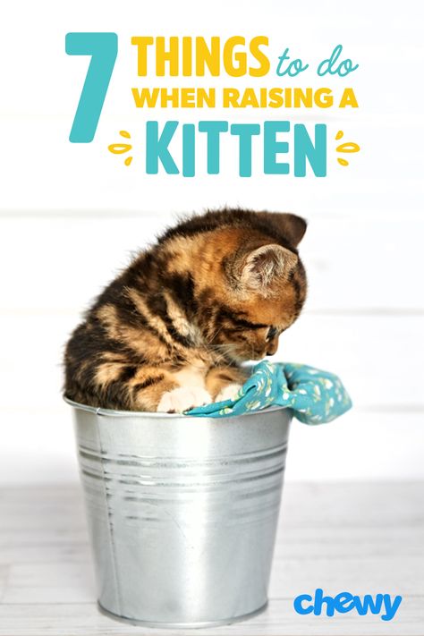 Raising Kittens, Kitten Supplies, Kitten Treats, Getting A Kitten, New Kitten, Dream's Cat, Kitten Food, Cat Hacks, Kitten Rescue