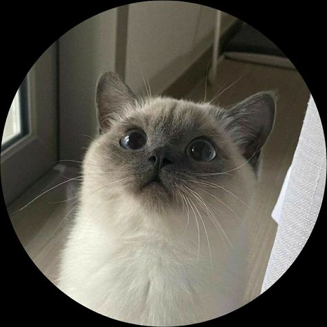 Cat, very cute cat, cat pfp, cat icon, black cat, cats, cats icon Cute Circle Pfp, Circle Pfp, Cat Icon, Animals, Quick Saves