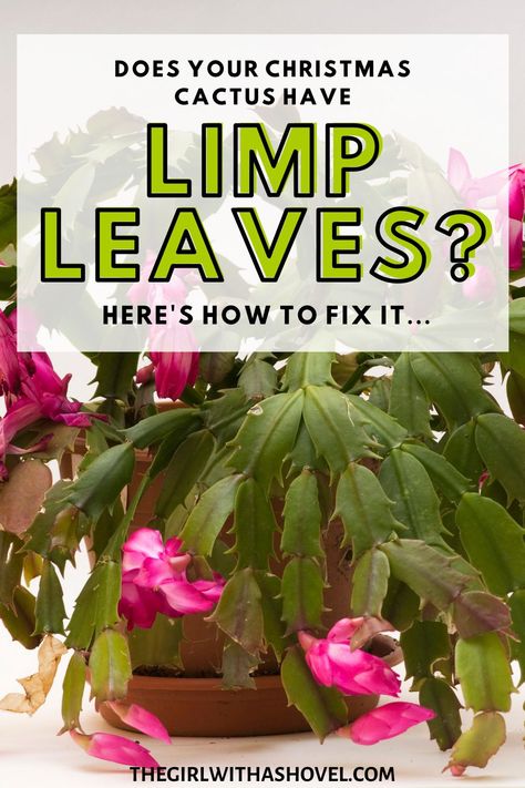 Does your Christmas cactus look sick? Or maybe the buds keep falling off before they bloom… Maybe the leaves are shriveled, limp, red, or pale… Either way, here is a list of the 5 most common problems with Christmas cactus and how to fix them. Problems with Christmas Cactus | Holiday Cactus Care | Holiday Cactus Problems | Christmas Cactus Care | Limp Christmas Cactus | Limp Leaves | Wilted Christmas Cactus | How to Care for Christmas Cactus | How To Propagate Christmas Cactus In Water, Caring For Christmas Cactus, Christmas Cactus Problems, Easter Cactus Care, Christmas Cactus Care Tips, Thanksgiving Cactus Care, Care For Christmas Cactus, Xmas Cactus, Christmas Cacti