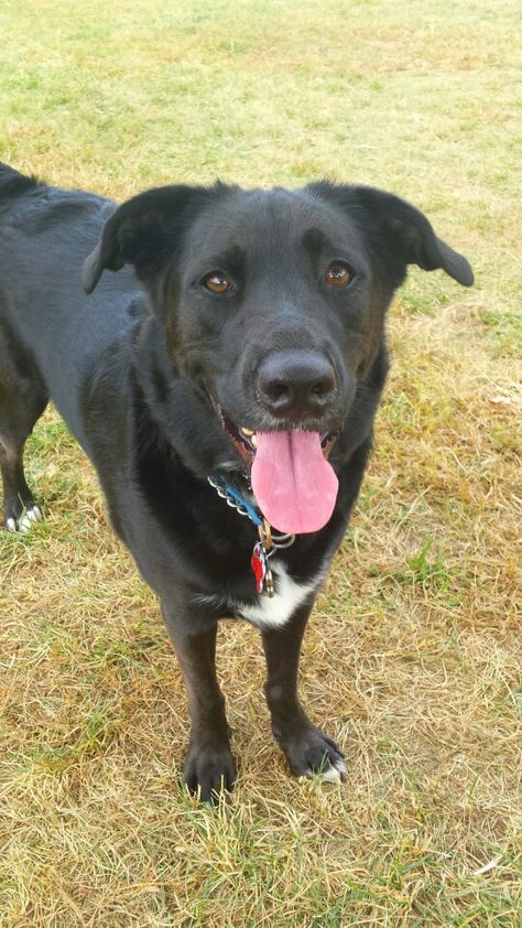 Wesson my cutie pie Borador (border collie lab mix) Labrador Border Collie Mix Dogs, Black Lab Border Collie Mix Dog, Borador Dogs, Border Collie Lab Mix, Black Puppy, Border Collie Mix, Collie Mix, Us Border, What Dogs