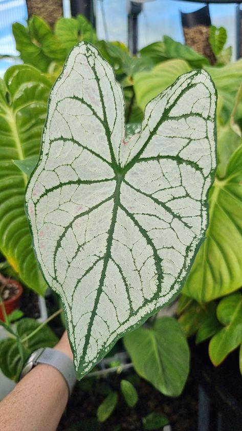 Caladiums are all about the foliage. Displaying some beautiful colour patterns on their leaves that grow larger with maturity. Great for shaded garden beds or potted in a sunny spot indoors.  Shop all Caladium or learn more about this genus here or family grouping here Current Pot Size: 100mm Synonyms: Elephant's Ears, Mother In Law Plant, Shaded Garden, Plant Light, Elephant Ears, Plant Lighting, Red Strawberry, Plant Pictures, Types Of Soil, Plant Food