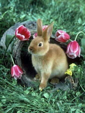 Adorable Bunny, Bunny Rabbits, Beltane, Hamsters, The Grass, 귀여운 동물, Cute Bunny, The Farm, Bunny Rabbit