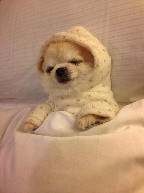 14 Lovely Pictures Of Chihuahuas Who Love To Sleep Very Much | PetPress Pictures Of Chihuahuas, Psy Chihuahua, Image Chat, Cute Chihuahua, Chihuahua Love, Chihuahua Puppies, Chihuahua Dogs, Small Dog, Cute Little Animals