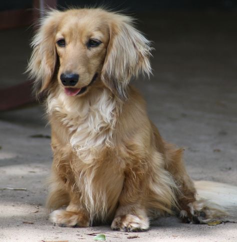 English Cream Dachshund  www.hpsbadtothebonekennels.com Blonde Dachshund, English Cream Dachshund, Cream Dachshund, Florida Disney, Dachshund Puppy Long Haired, Dachshund Breed, English Cream, Dachshund Funny, Miniature Dachshunds