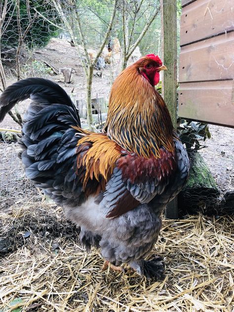 Blue partridge Brahma cockerel | BackYard Chickens - Learn How to Raise Chickens Brahma Chicken, How To Raise Chickens, Apple Mint, Raise Chickens, Backyard Chickens, Raising Chickens, Partridge, Chickens Backyard, Mint