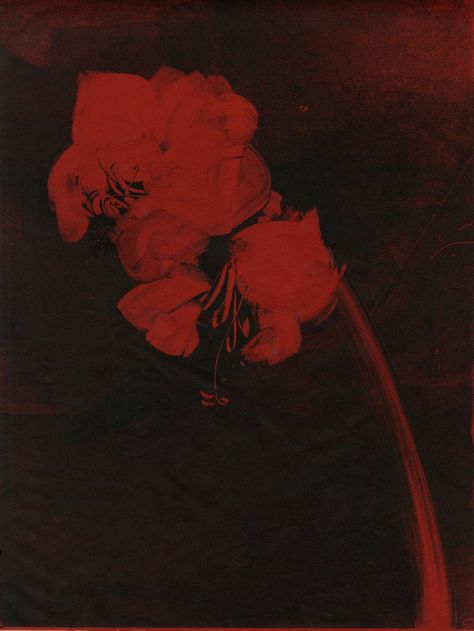 Billy Kidd, Cinema Art, 인물 사진, Red Aesthetic, Red Flower, Pretty Pictures, Dark Aesthetic, Aesthetic Art, A Black