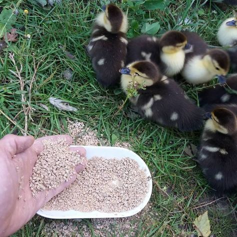 Muscovy Ducklings, Muscovy Ducks, Muscovy Duck, How To Raise Chickens, Raise Chickens, Backyard Chickens, Vintage Farm, Raising Chickens, Stray Cat