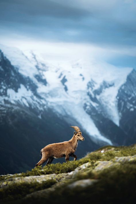 G.o.a.t Wallpaper, Alpine Ibex, French Horn, Mountain Goat, French Alps, Summer Landscape, Wild Nature, Animal Wallpaper, Wildlife Photography