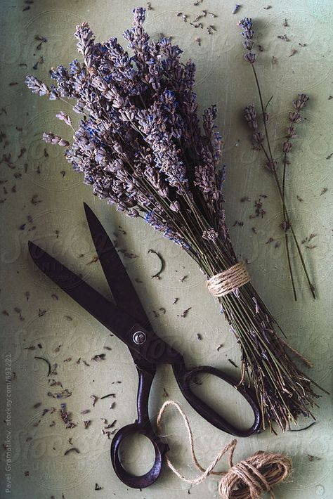 Stock Photography Ideas, Scent Marketing, Heather Plant, Apothecary Decor, Dried Lavender Flowers, Lavender Aesthetic, Market Stall, Wood Book, Dry Plants