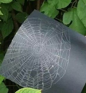 How To Preserve Spider Web, Spider Web Preservation, Preserve Spider Web, How To Preserve A Spiderweb, Preserving Spider Web, Preserved Spider Web, School Ground, Spider Web Craft, Spider Activities