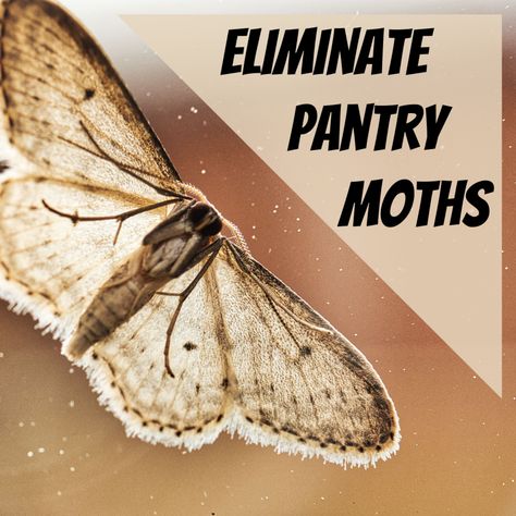 Learn how to eliminate pantry moths in your house for good without using pesticides or dangerous chemicals. Also, learn how to avoid a re-infestation. Moths In Pantry, Getting Rid Of Moths, Pantry Moths, Pesticides, Cat Food, Pest Control, Dog Food Recipes, Moth, Food Animals