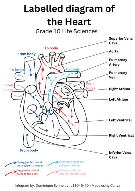 Grade 10 Life Sciences - Labelled diagram of the heart ! #heart #anatomy #lifesciences #biology #science #diagram #grade10 Diagram Of The Heart, Science Diagram, Medical Terminology Study, Heart Diagram, Studera Motivation, Nursing School Essential, Biology Science, Nursing School Motivation, Medical School Life