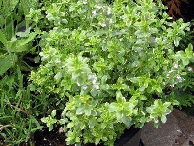 Growing Thyme, Cilantro Plant, Chives Plant, Thyme Herb, Thyme Plant, Growing Cilantro, Growing Raspberries, Albizia Julibrissin, How To Grow Lemon