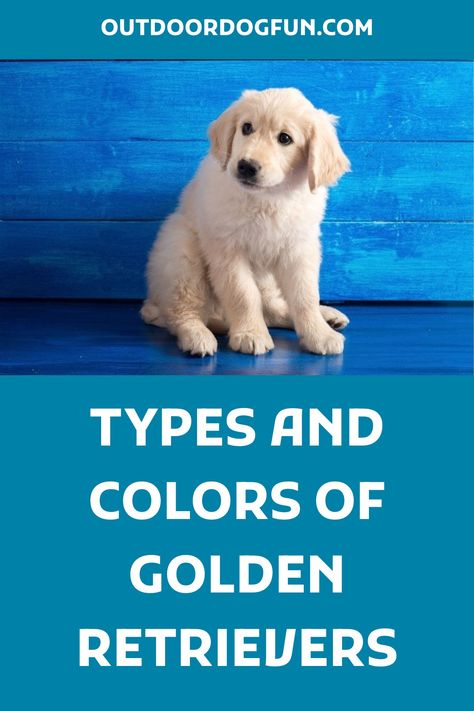 Types Of Golden Retrievers, Dark Golden Retriever, American Golden Retriever, White Golden Retriever Puppy, Golden Retriever Colors, Black Golden Retriever, White Golden Retriever, English Golden Retrievers, Old Golden Retriever