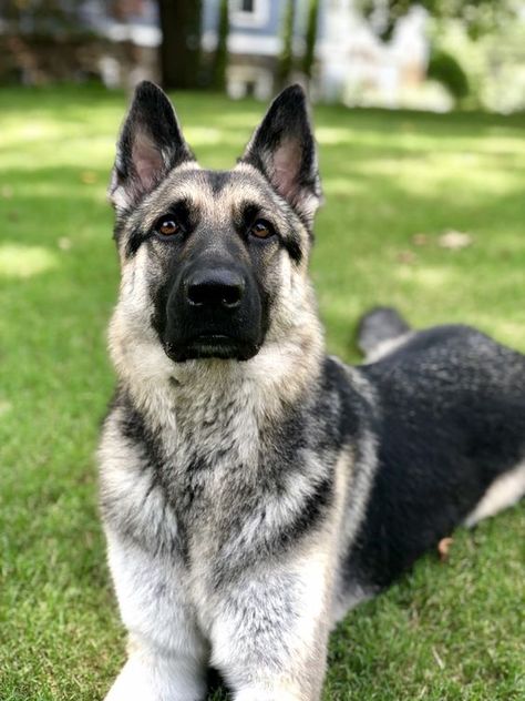 Eastern European Shepherd, East European Shepherd, Romania People, German Shep, Shepherd Dogs, Wolf Dog, Eastern European, Shepherd Puppies, German Shepherd Puppies