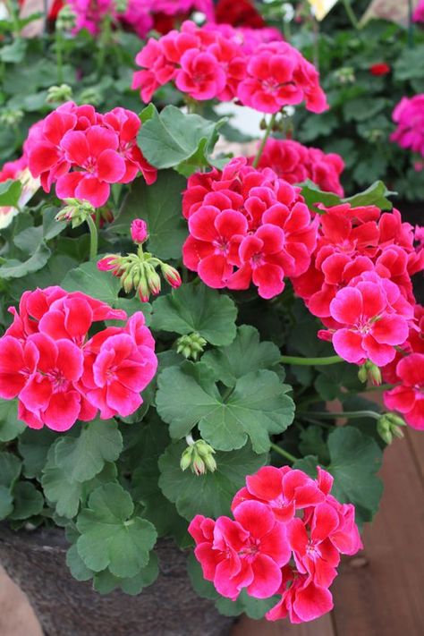 Award winning garden performance, Crimson Flame truly stands out in all garden applications. Geraniums Garden, Geranium Flower, Red Geraniums, Formal Gardens, Annual Flowers, Container Plants, Beautiful Blooms, The Flowers, Geraniums