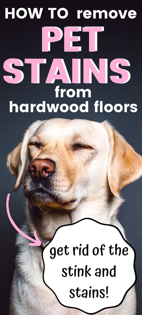 Pet Urine Smell, Dog Pee Smell, Pee Stains, Pee Smell, Remove Pet Stains, Clean Hardwood Floors, Pet Smell, Cleaning Painted Walls, Urine Smells