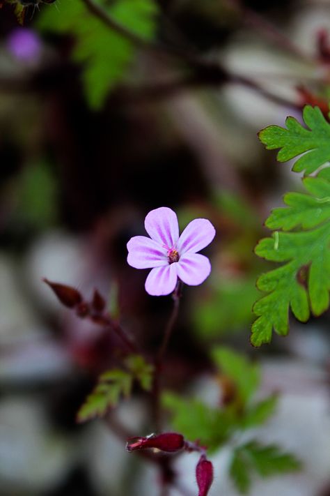 Micro Flower Photography, Micro Photography Flowers, Micro Photography Nature, Micro Photography Ideas, Macro Photography Nature, Micro Photography, Bokeh Photography, Shadow Video, Focus Photography