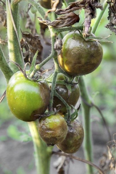 Are Blight Infected Tomatoes Edible? - A common pathogen that affects Solanaceous plants like eggplant, nightshade, peppers and tomatoes is called late blight and it’s on the rise. Late blight of tomato plants kills off foliage and rots fruit at its most destructive. Is there any help for late blight of tomato plants, and can you eat tomatoes affected with blight? Tomato Blight, Tomato Disease, Tomato Problems, Tomato Support, Tomatoes Growing, Growing Tomato Plants, Tomato Farming, Growing Tomatoes In Containers, Garden Bugs