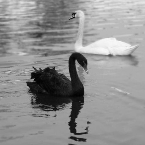 Black And White Swan Aesthetic, Black Swan Animal, Swan Animal, The Black Swan, School For Good And Evil, Swan Queen, By Any Means Necessary, White Swan, Black And White Aesthetic