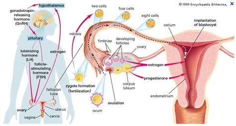 Hypothalamic-pituitary cycle.  FSH: Stimulates development of ovarian follicles. LH: Stimulates the follicle to release the ovum. Gn-RH: Stimulates the release of the hormones FSH and LH from the pituitary. Estrogen & Progesterone: Falling levels of these 2 hormones stimulate the hypothalamus.  Corpus Luteum: Post-ovulation follicle develops into "yellow body" that produces progesterone and some estrogen. Estrogen Hormone, Pituitary Gland, Reproductive System, Hormone Health, Delhi India, Fertility, Anatomy, Quran, India