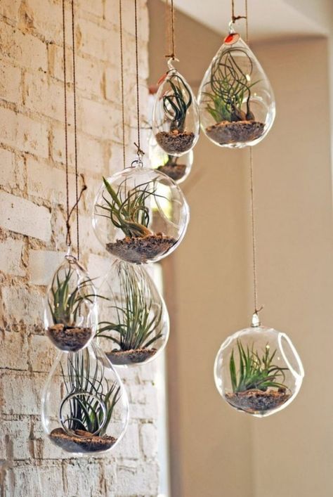 Gorgeous Air Plant Display Ideas Terrarium Candle Holder, Plant Display Ideas, Trendy Plants, Summer Deco, Apartment Plants, Air Plant Display, Hanging Plants Indoor, Hanging Succulents, Deco Nature