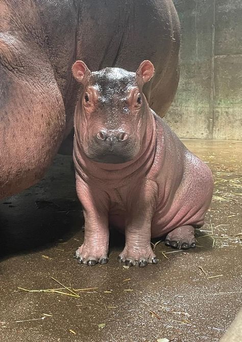 Eyes References, Baby Hippopotamus, Baby Pony, Cutee Animals, Cincinnati Zoo, Cute Hippo, Cute Small Animals, Your Spirit Animal