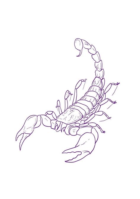 How To Draw A Scorpion, Scorpio Tattoo Stencil, Scorpion Tattoo Outline, Scorpio Sketch, Scorpio Tattoo Minimalist, Scorpion Tattoo Drawing, Scorpion Tattoo Stencil, Cute Scorpion Tattoo, Scorpion Stencil